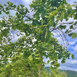 Ginkgo biloba ‘Baleslaw Chroby’