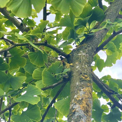 Ginkgo biloba ‘Baleslaw Chroby’