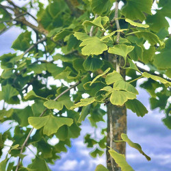 Ginkgo biloba ‘Baleslaw Chroby’