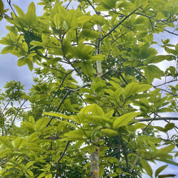 Quercus imbricaria - CHÊNE...