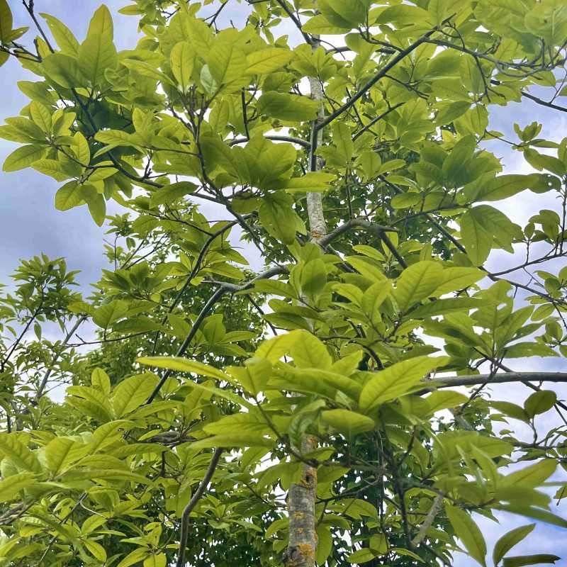 Quercus imbricaria - Chêne à feuilles de Laurier