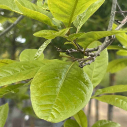 Quercus imbricaria - Chêne à feuilles de Laurier