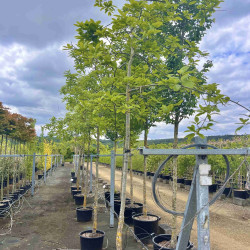 Quercus imbricaria - Chêne à feuilles de Laurier