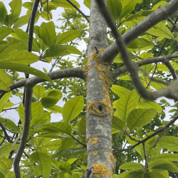 Quercus imbricaria - Chêne à feuilles de Laurier