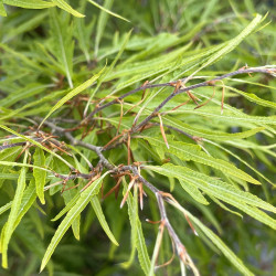 Fagus sylvatica ‘Mercedes’