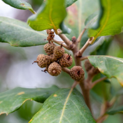 Quercus suber - Chêne-liège