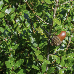 Quercus suber - Chêne-liège