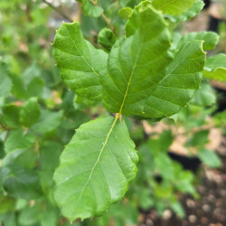 Quercus suber - Chêne-liège