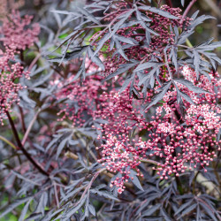 Sambucus nigra ‘Black lace‘ ® - Eva’ - Sureau noir