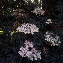 Sambucus nigra ‘Black lace‘ ® - Eva’ - Sureau noir