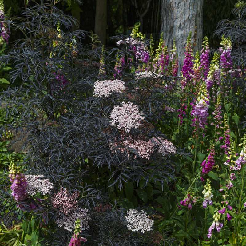 Sambucus nigra ‘Black lace‘ ® - Eva’ - Sureau noir