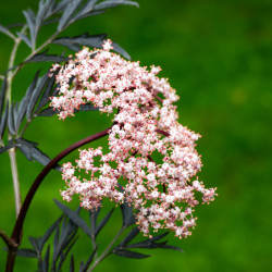 Sambucus nigra ‘Black lace‘ ® - Eva’ - Sureau noir