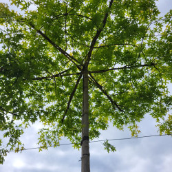 Quercus palustris