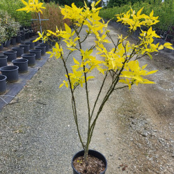 Ptelea trifoliata ‘Aurea’ - Orme de Samarie doré