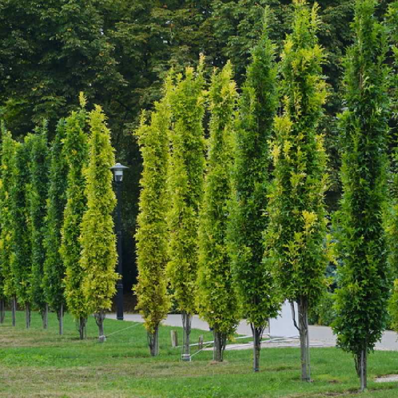 Quercus palustris ‘Green pillar‘ ® - ‘Pringreen’ - Chêne des marais