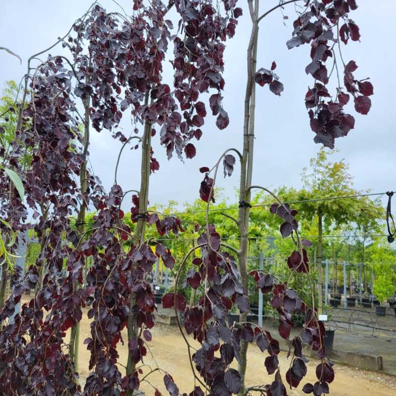 Betula pendula Purpurea