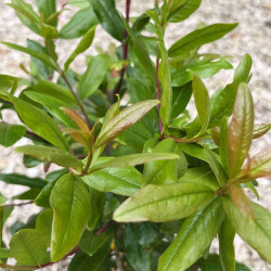 Punica granatum ‘Black Fruit‘ - Grenadier à fruits