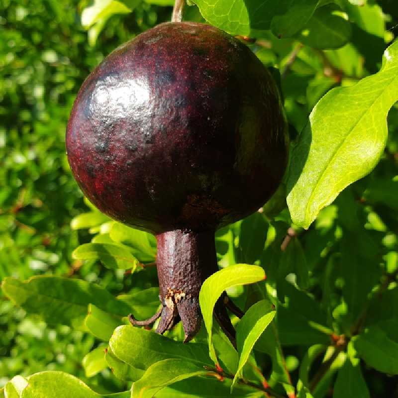 Punica granatum ‘Black Fruit‘ - Grenadier à fruits