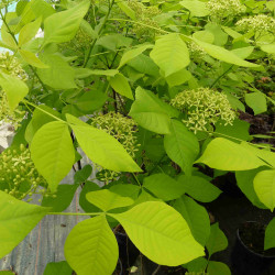 Ptelea trifoliata ‘Aurea’ - Orme de Samarie doré