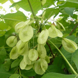 Ptelea trifoliata ‘Aurea’ - Orme de Samarie doré