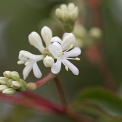 Heptacodium miconioides