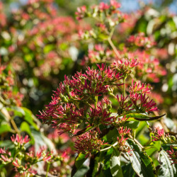 Heptacodium miconioides