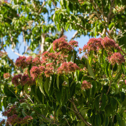 Heptacodium miconioides