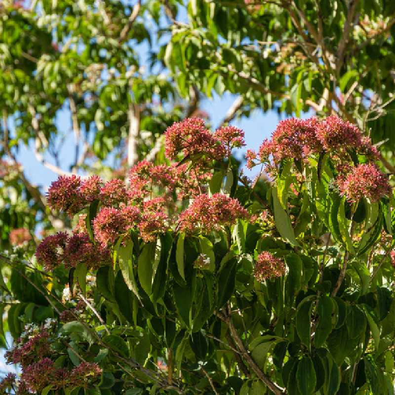 Heptacodium miconioides