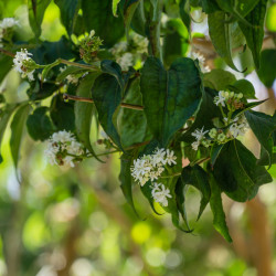 Heptacodium miconioides