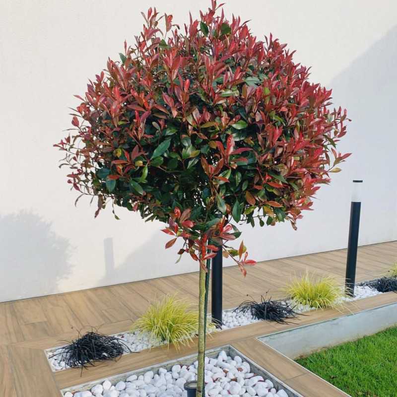 Photinia × fraseri ‘Carré Rouge’