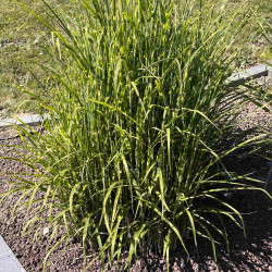 Miscanthus sinensis ‘Strictus’