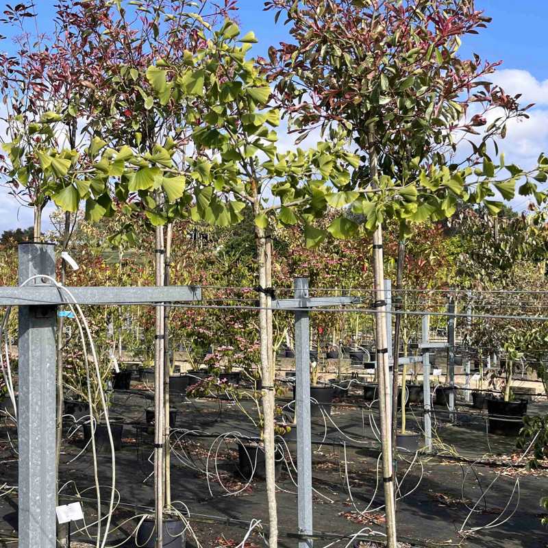 Ginkgo biloba ‘Pendula’