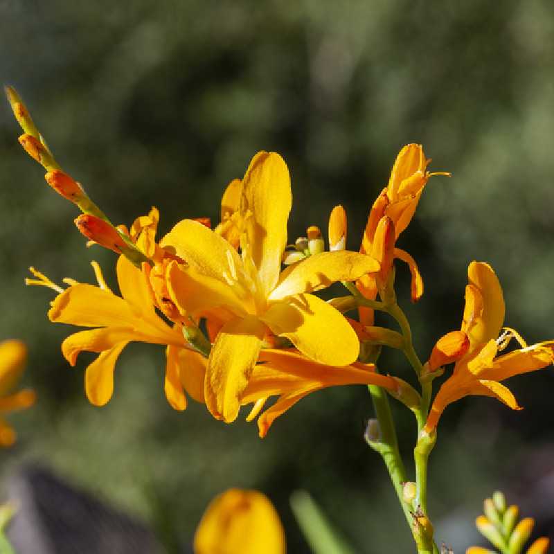 Crocosmia ‘George Davidson’ - Montbretia jaune orangé