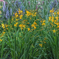 Crocosmia ‘George Davidson’ - Montbretia jaune orangé