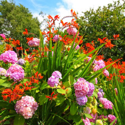 Crocosmia ‘Lucifer’