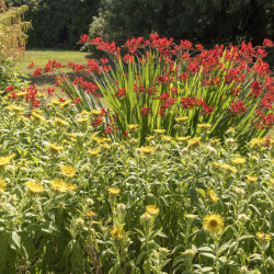 Crocosmia ‘Lucifer’