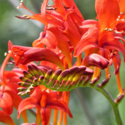 Crocosmia ‘Lucifer’