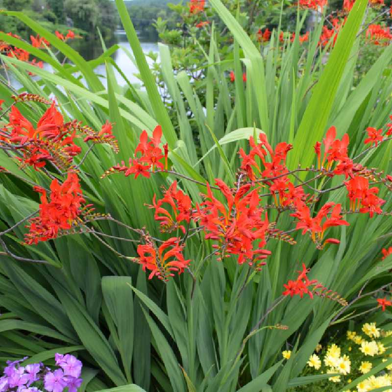 Crocosmia ‘Lucifer’