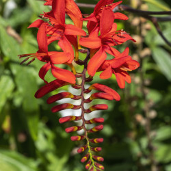 Crocosmia ‘Lucifer’