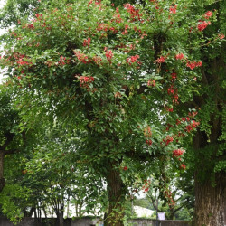 Erythrina crista-galli