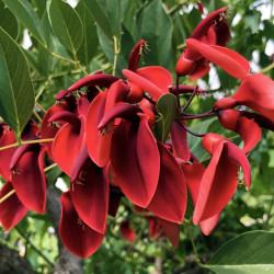 Erythrina crista-galli