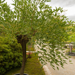 Erythrina crista-galli