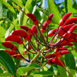 Erythrina crista-galli