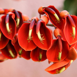 Erythrina crista-galli