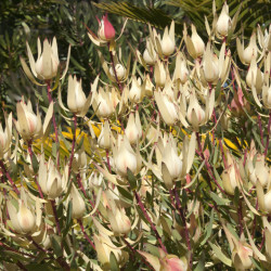 Leucadendron salignum ‘Cream Delight‘