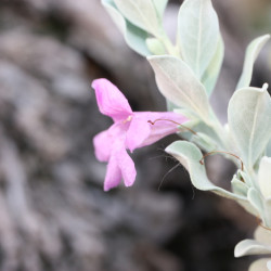 Leucophyllum frutescens ‘San Jose‘