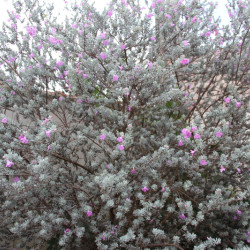 Leucophyllum frutescens ‘Silver Cloud‘ - SAUGE DEU DÉSERT