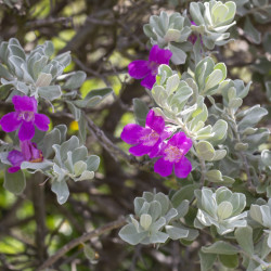 Leucophyllum frutescens ‘Silver Cloud‘