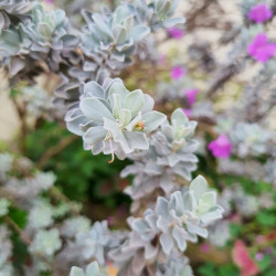 Leucophyllum frutescens ‘Silver Cloud‘ - SAUGE DEU DÉSERT