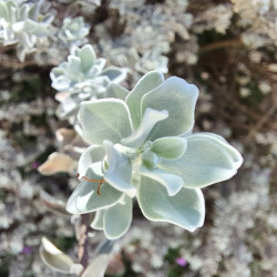 Leucophyllum frutescens ‘Silver Cloud‘ - SAUGE DEU DÉSERT